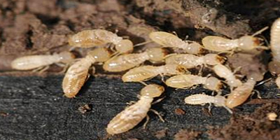 如何辨別是否為白蟻關鍵要點與識別技巧